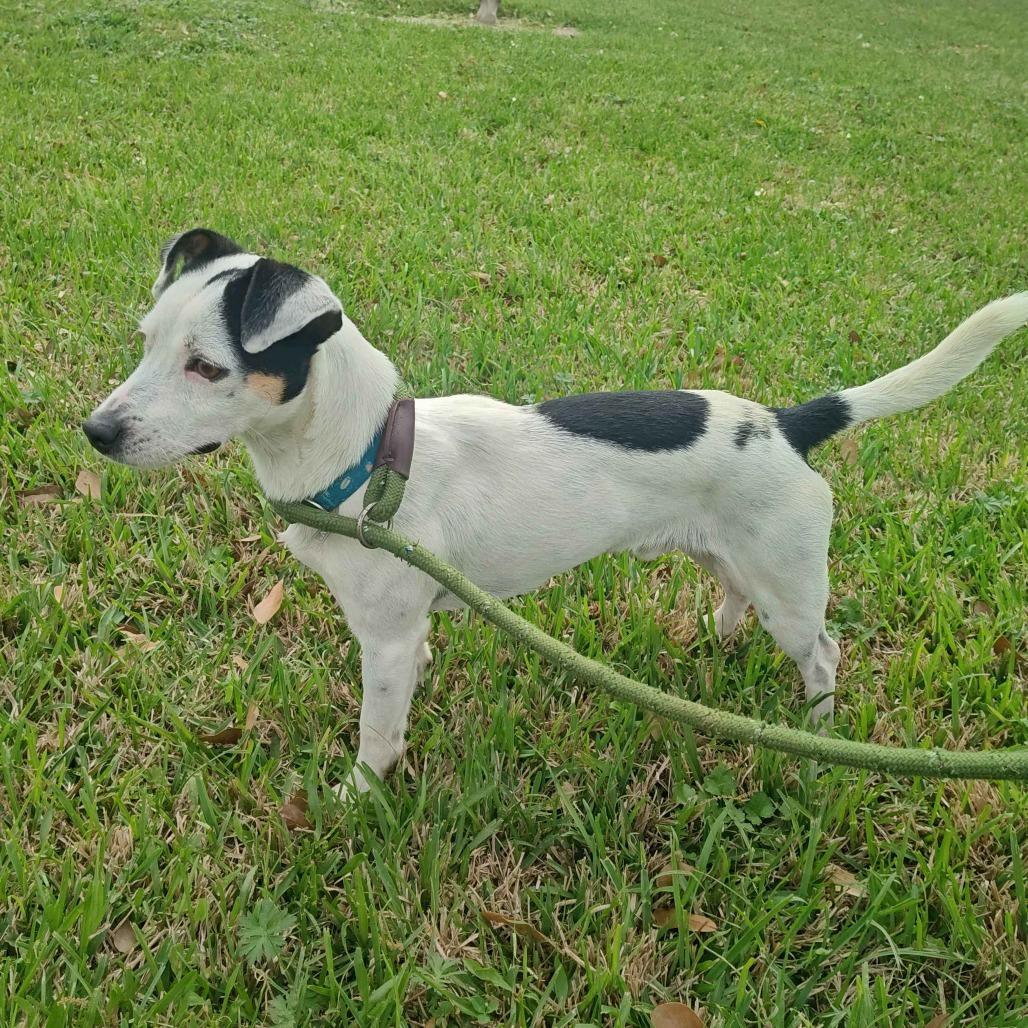 Enlarge Jack, a Adoptable mixed breed in Beaumont, TX image 6/6