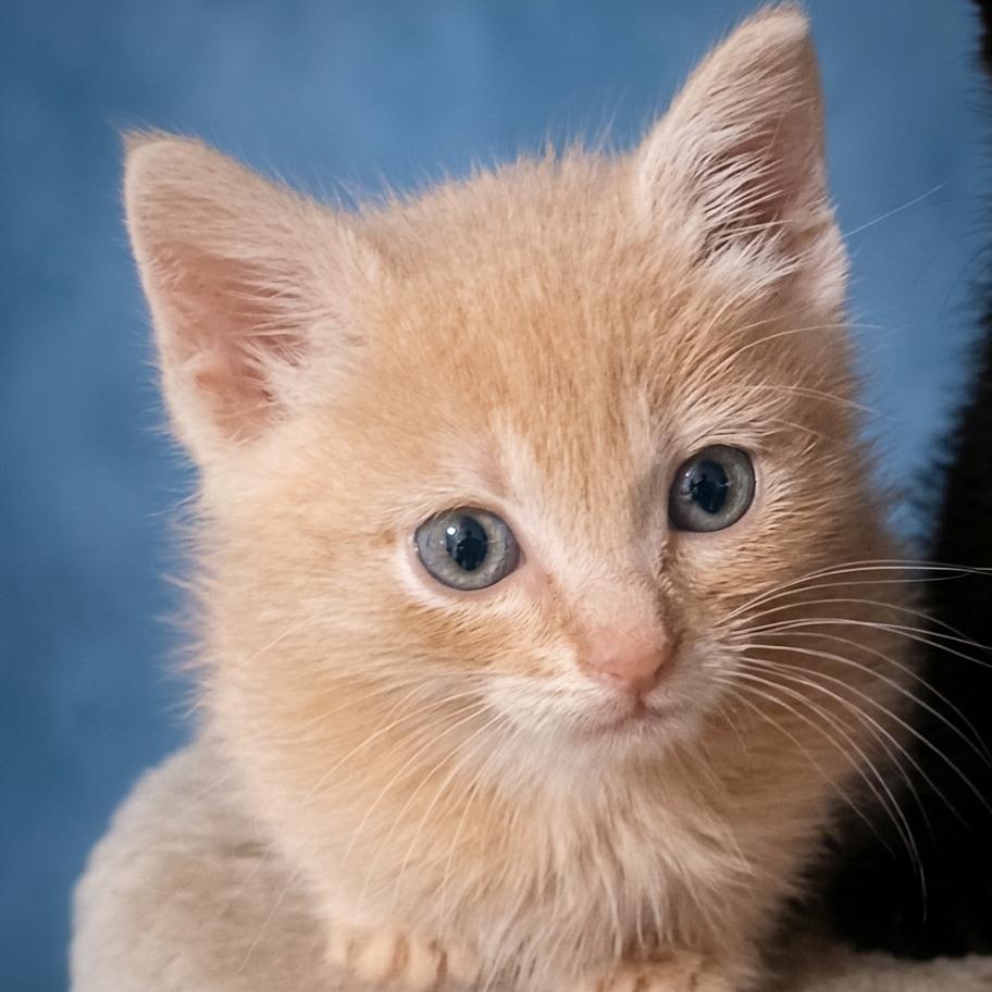 Inigo Montoya, a Adoptable Domestic Short Hair in Bulverde, TX image 1/4