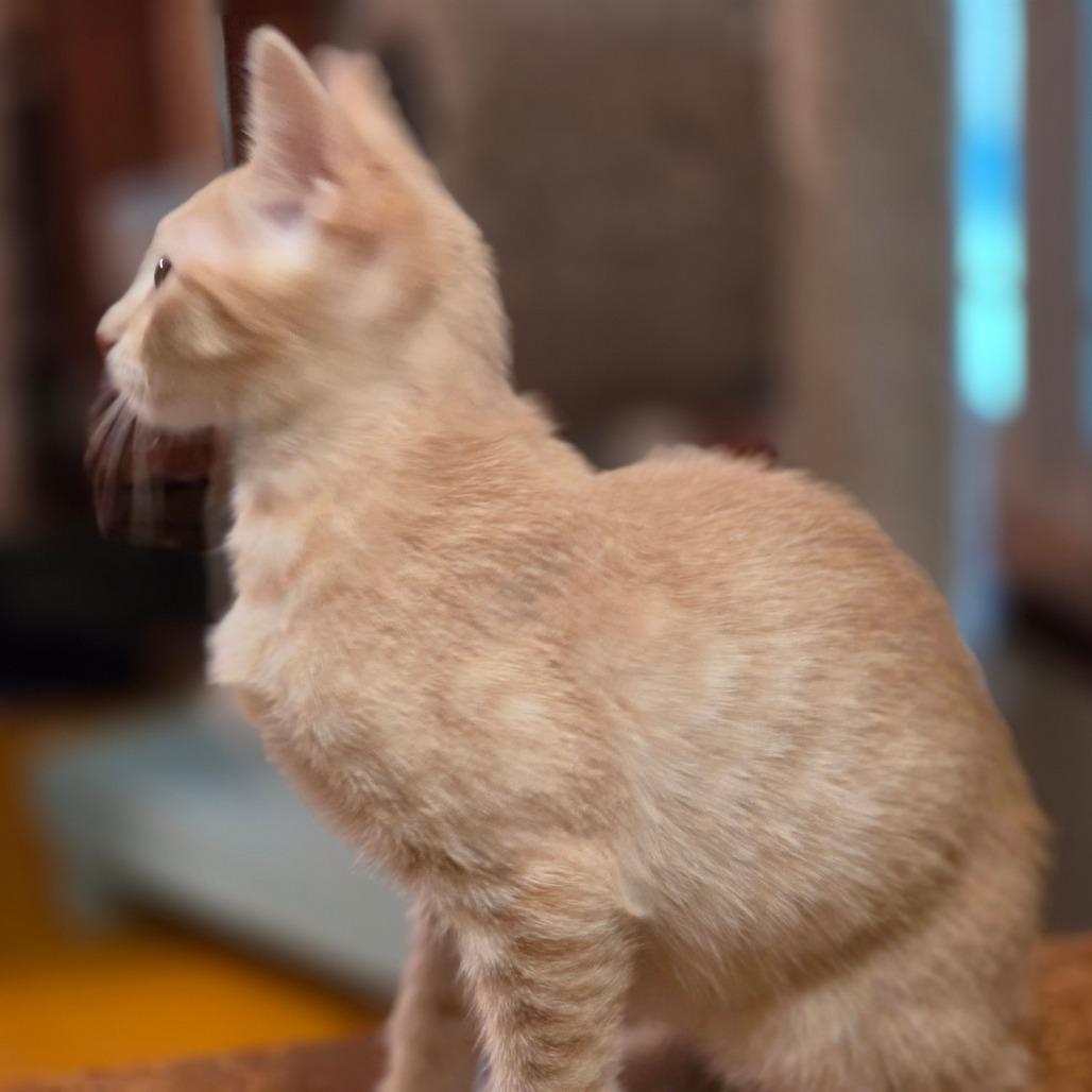 Inigo Montoya, a Adoptable Domestic Short Hair in Bulverde, TX image 2/4