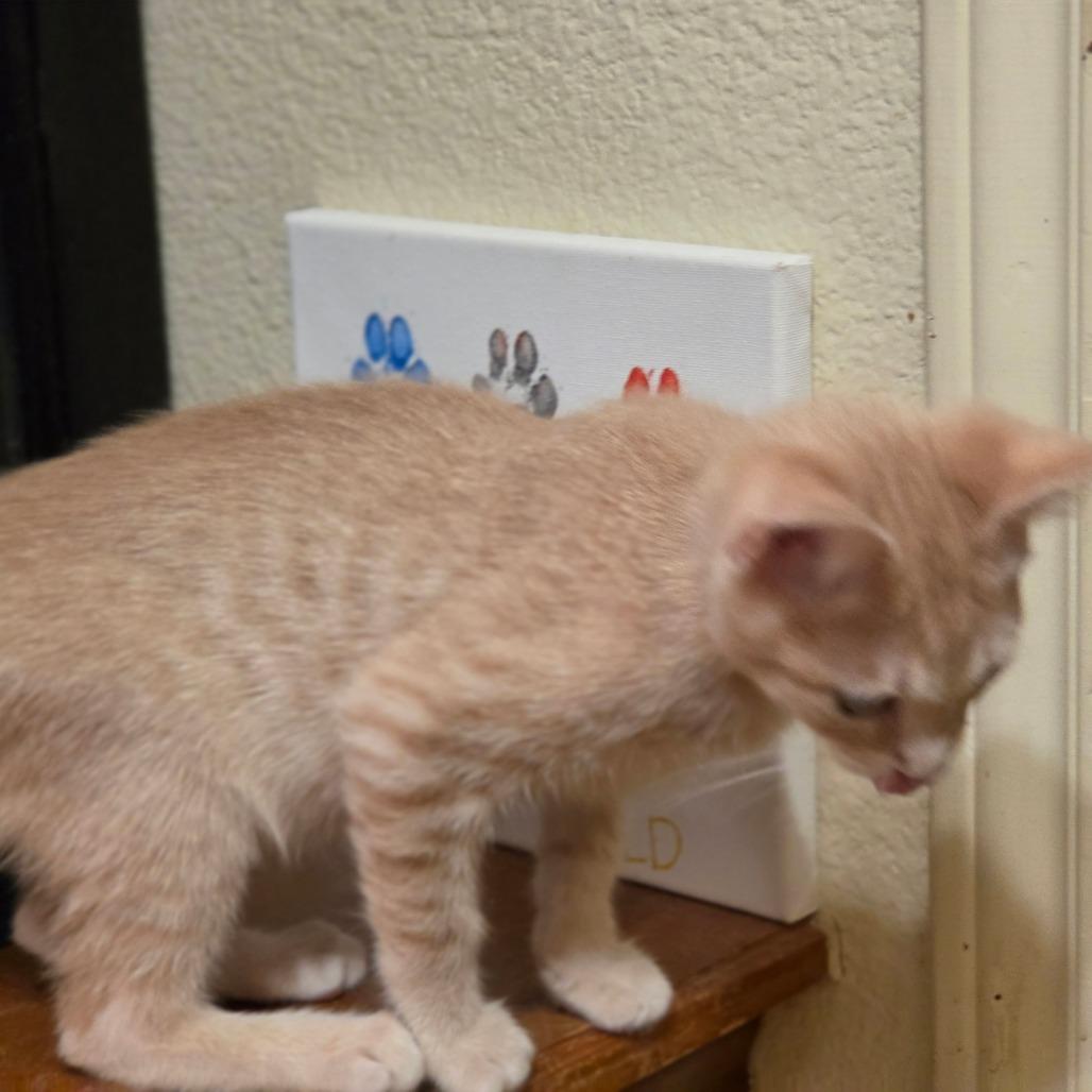 Inigo Montoya, a Adoptable Domestic Short Hair in Bulverde, TX image 3/4