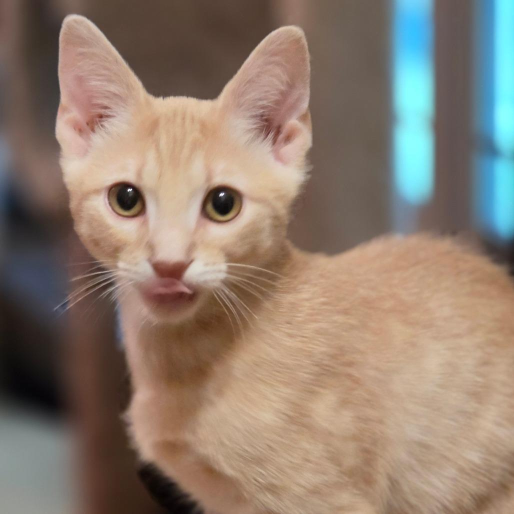 Inigo Montoya, a Adoptable Domestic Short Hair in Bulverde, TX image 4/4