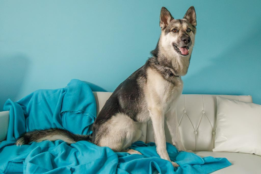 Enlarge Tempo - Pending Adoption, a Adoptable German Shepherd Dog in Minneapolis, MN image 1/6