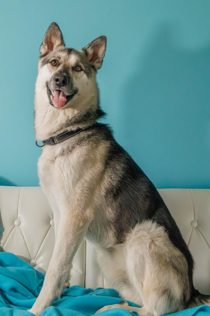 Enlarge Tempo - Pending Adoption, a Adoptable German Shepherd Dog in Minneapolis, MN image 2/6