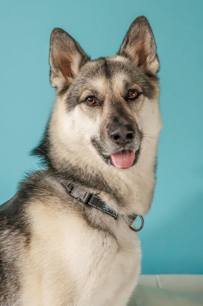 Enlarge Tempo - Pending Adoption, a Adoptable German Shepherd Dog in Minneapolis, MN image 3/6