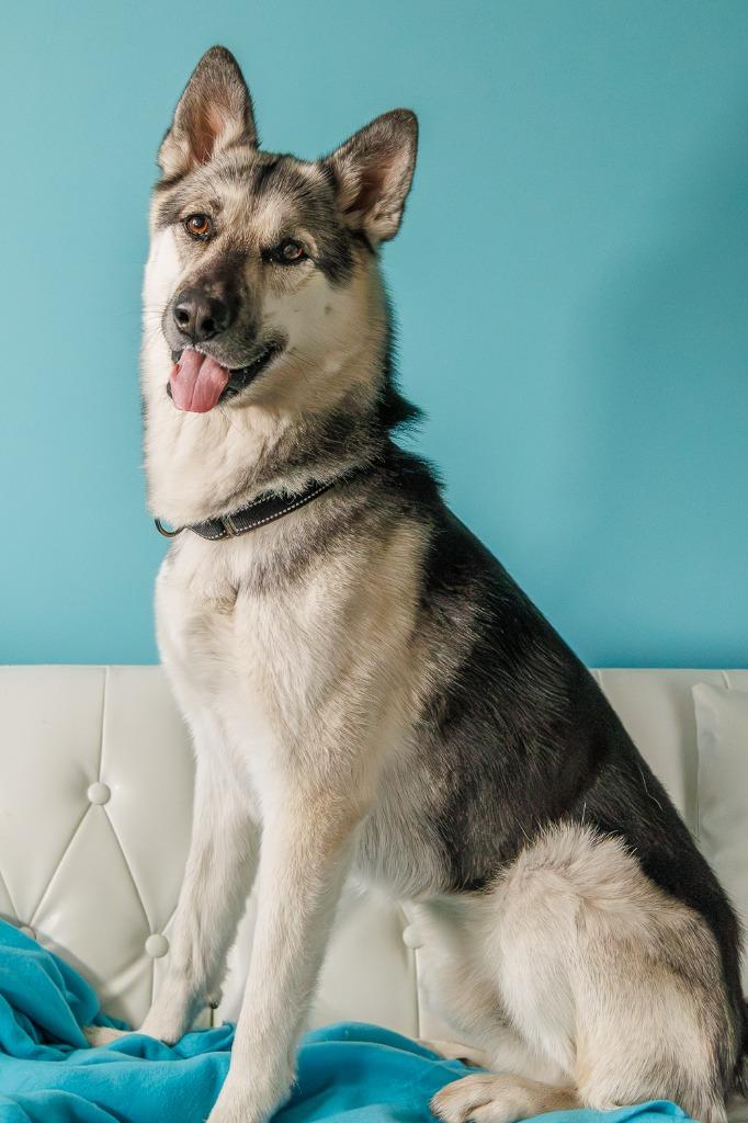 Enlarge Tempo - Pending Adoption, a Adoptable German Shepherd Dog in Minneapolis, MN image 4/6