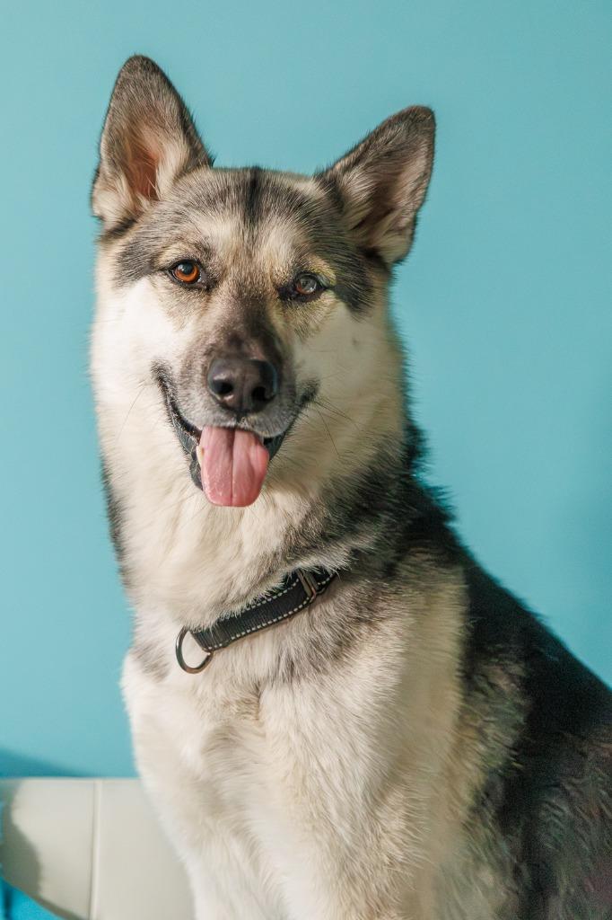 Enlarge Tempo - Pending Adoption, a Adoptable German Shepherd Dog in Minneapolis, MN image 5/6