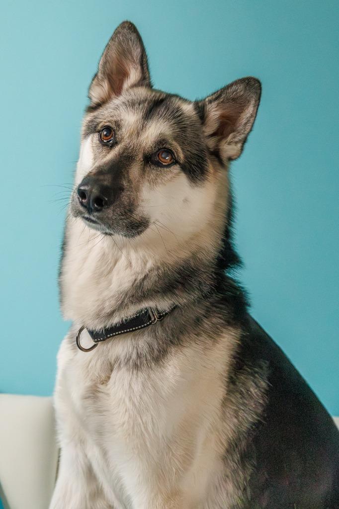 Enlarge Tempo - Pending Adoption, a Adoptable German Shepherd Dog in Minneapolis, MN image 6/6