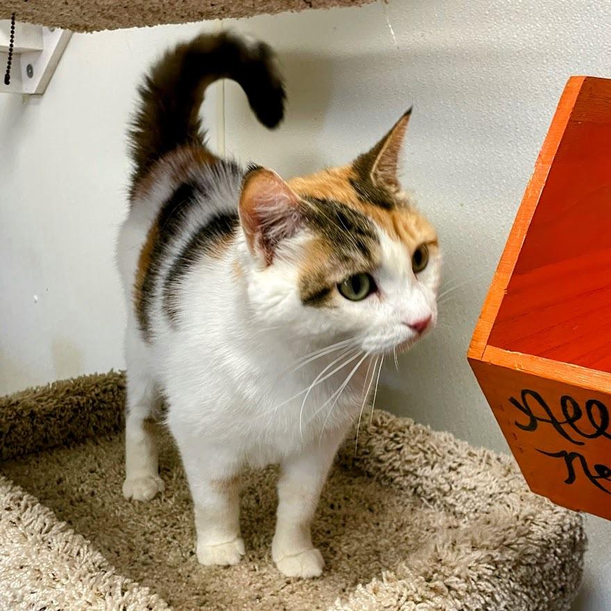 Enlarge Zella, a Adoptable Domestic Short Hair in Lyndhurst, VA image 1/6