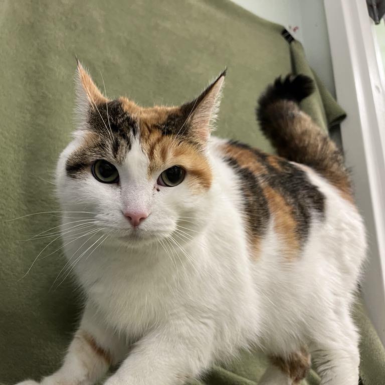 Zella, Adoptable, Senior Female Domestic Short Hair.