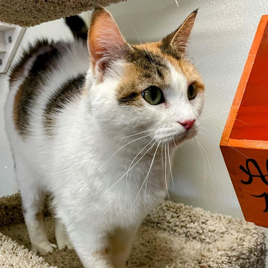 Enlarge Zella, a Adoptable Domestic Short Hair in Lyndhurst, VA image 4/6