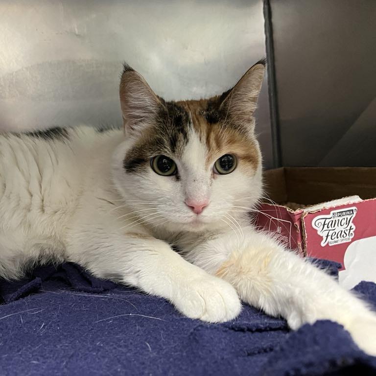 Enlarge Zella, a Adoptable Domestic Short Hair in Lyndhurst, VA image 5/6