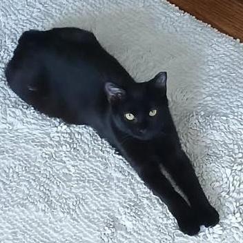 Drayven, a Adoptable mixed breed in Chicago, IL image 5/6