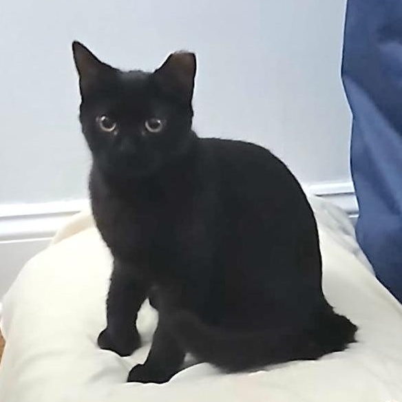 Drayven, Adoptable, Kitten Male Domestic Short Hair.