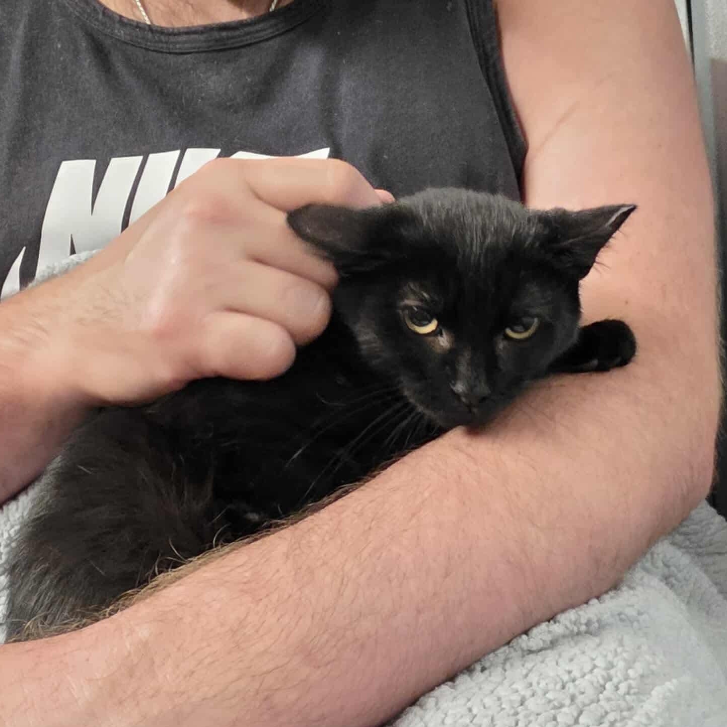 Drayven, Adoptable, Kitten Male Domestic Short Hair.