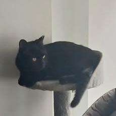 Drayven, a Adoptable mixed breed in Chicago, IL image 2/6