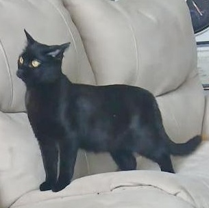 Drayven, a Adoptable mixed breed in Chicago, IL image 3/6