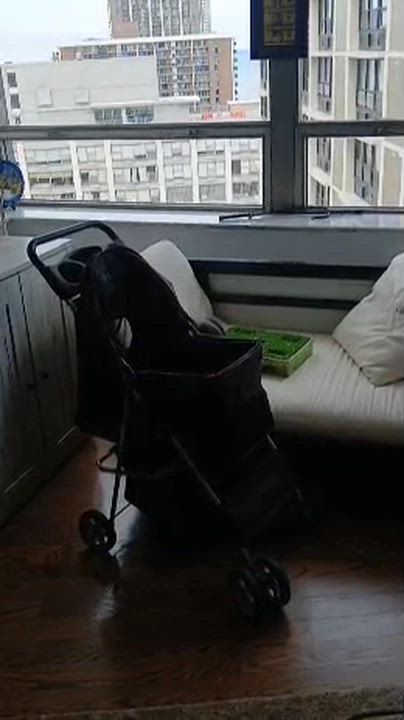 Enlarge Drayven, a Adoptable mixed breed in Chicago, IL video 6/6