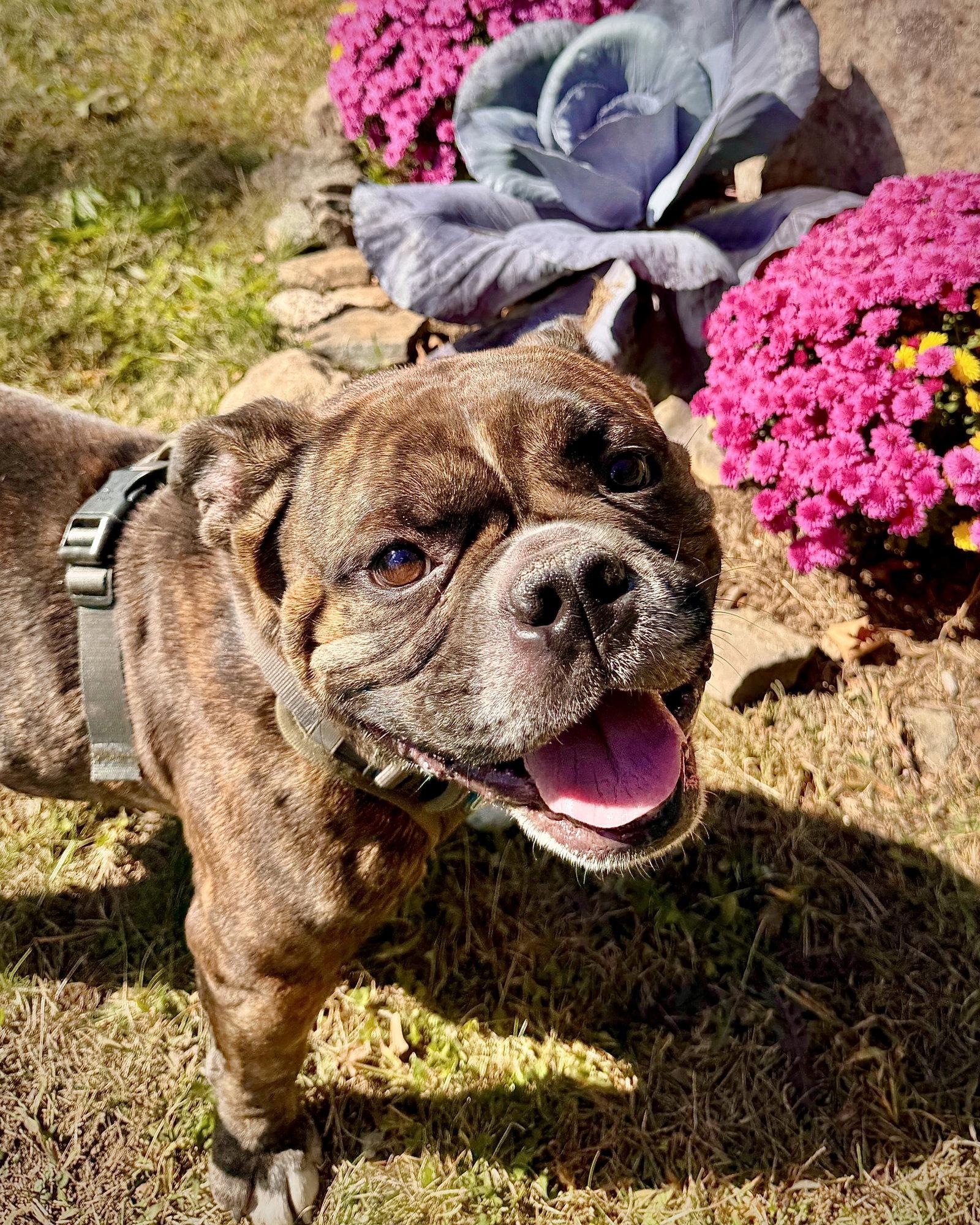 Enlarge Miller, a Adoptable American Bulldog in Monticello, NY image 2/2