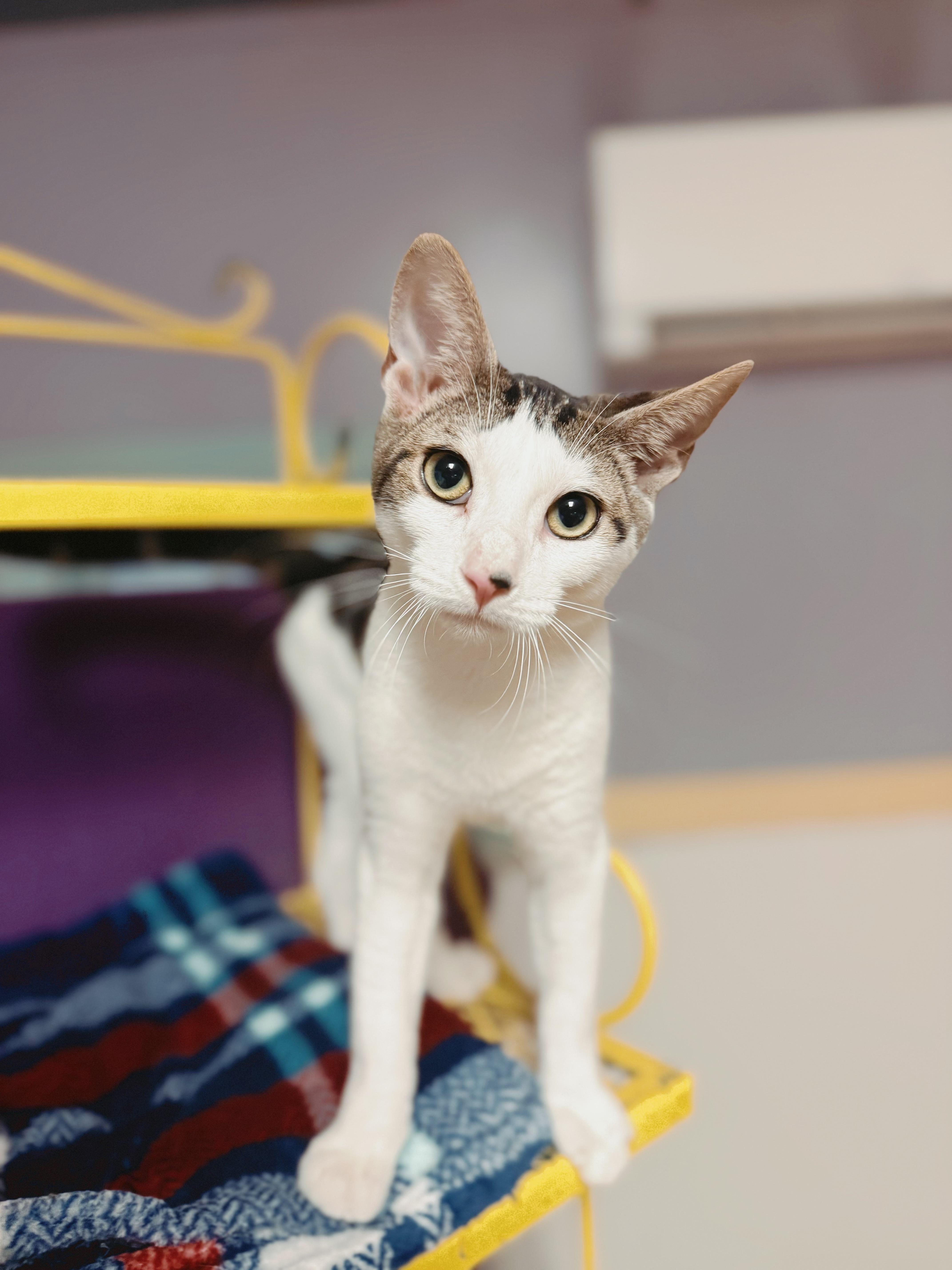 Harbor, a Adoptable Domestic Short Hair in Varnville, SC image 1/5