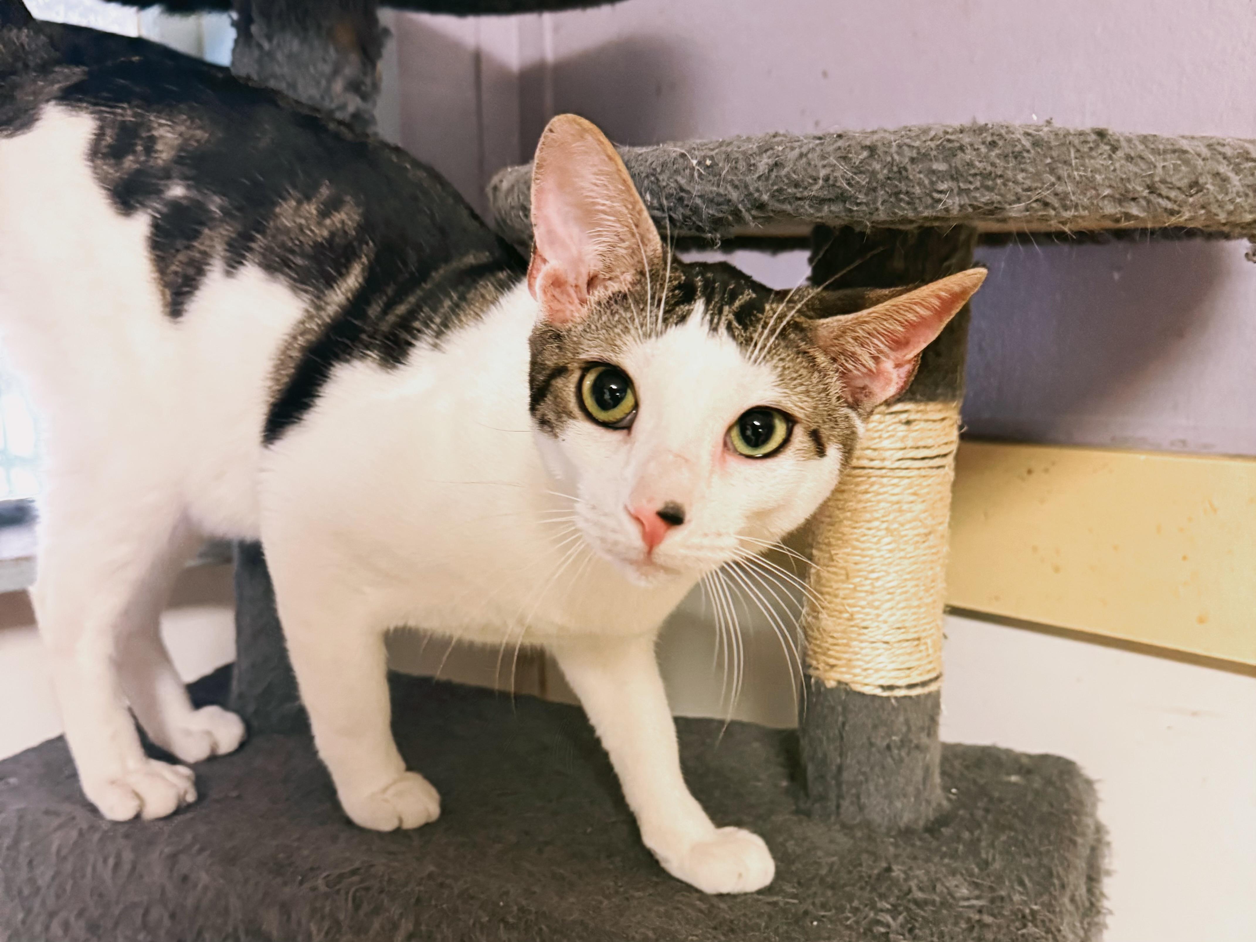 Harbor, a Adoptable Domestic Short Hair in Varnville, SC image 2/5