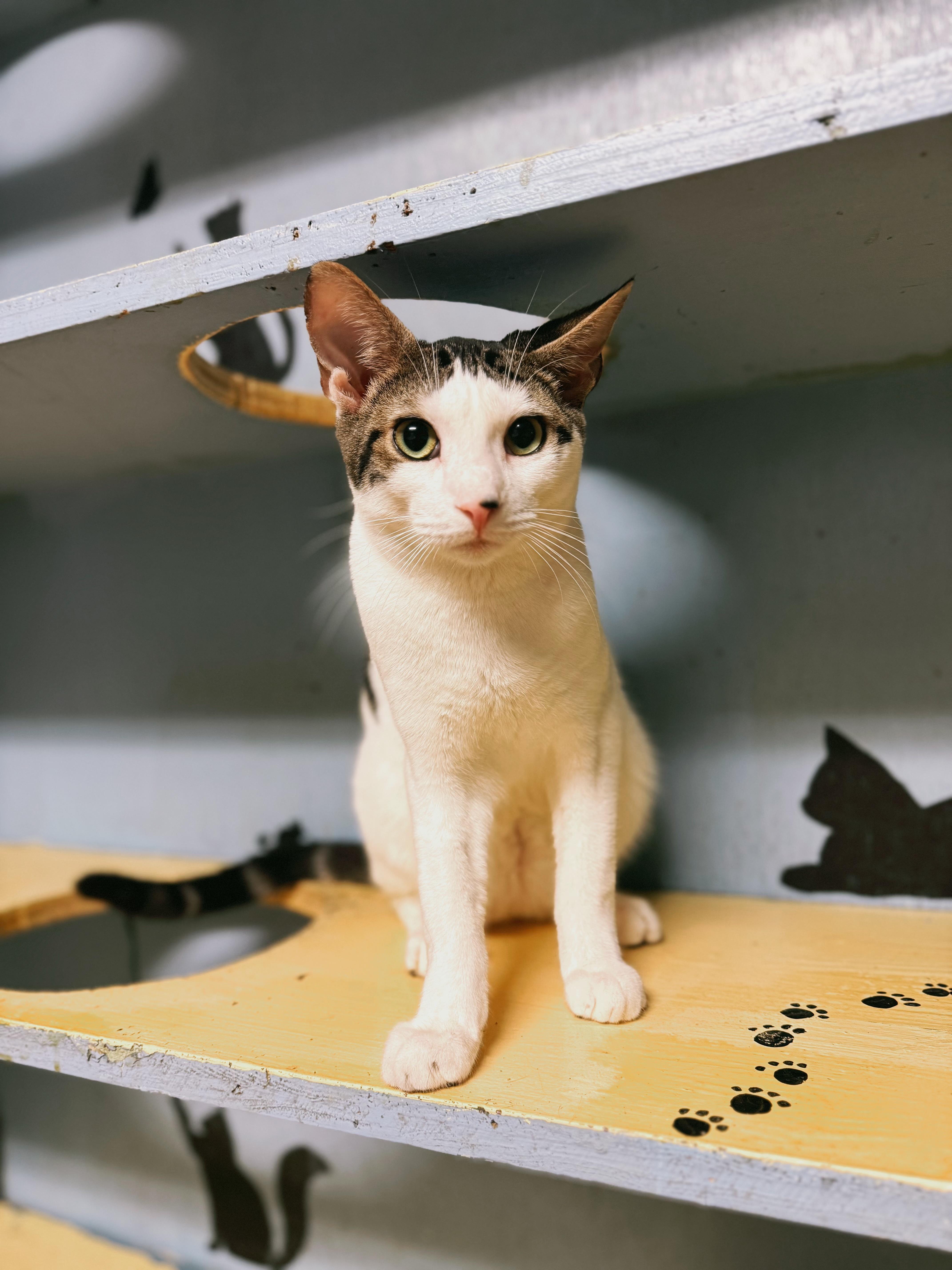 Harbor, a Adoptable Domestic Short Hair in Varnville, SC image 5/5