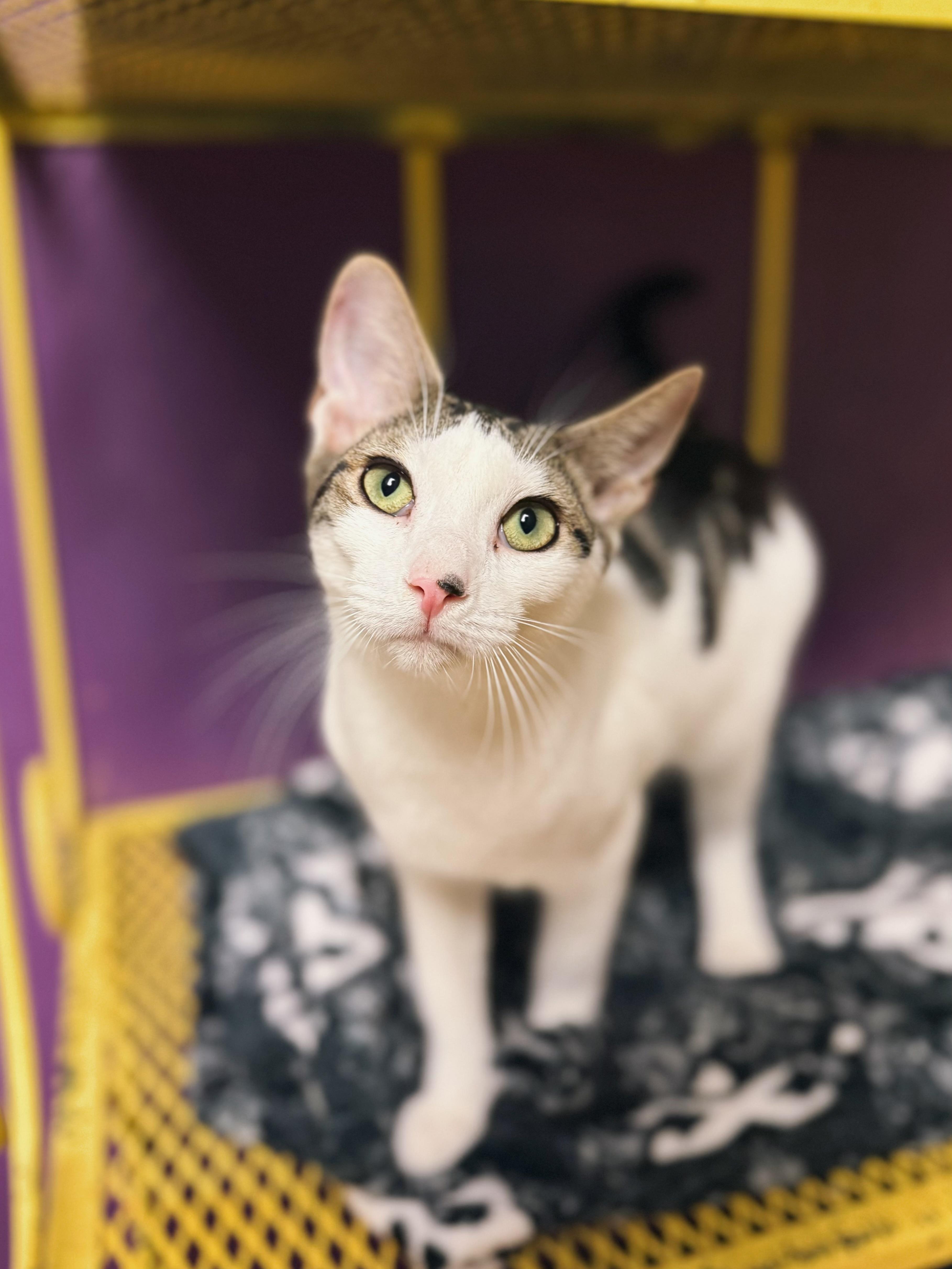 Harbor, a Adoptable Domestic Short Hair in Varnville, SC image 3/5