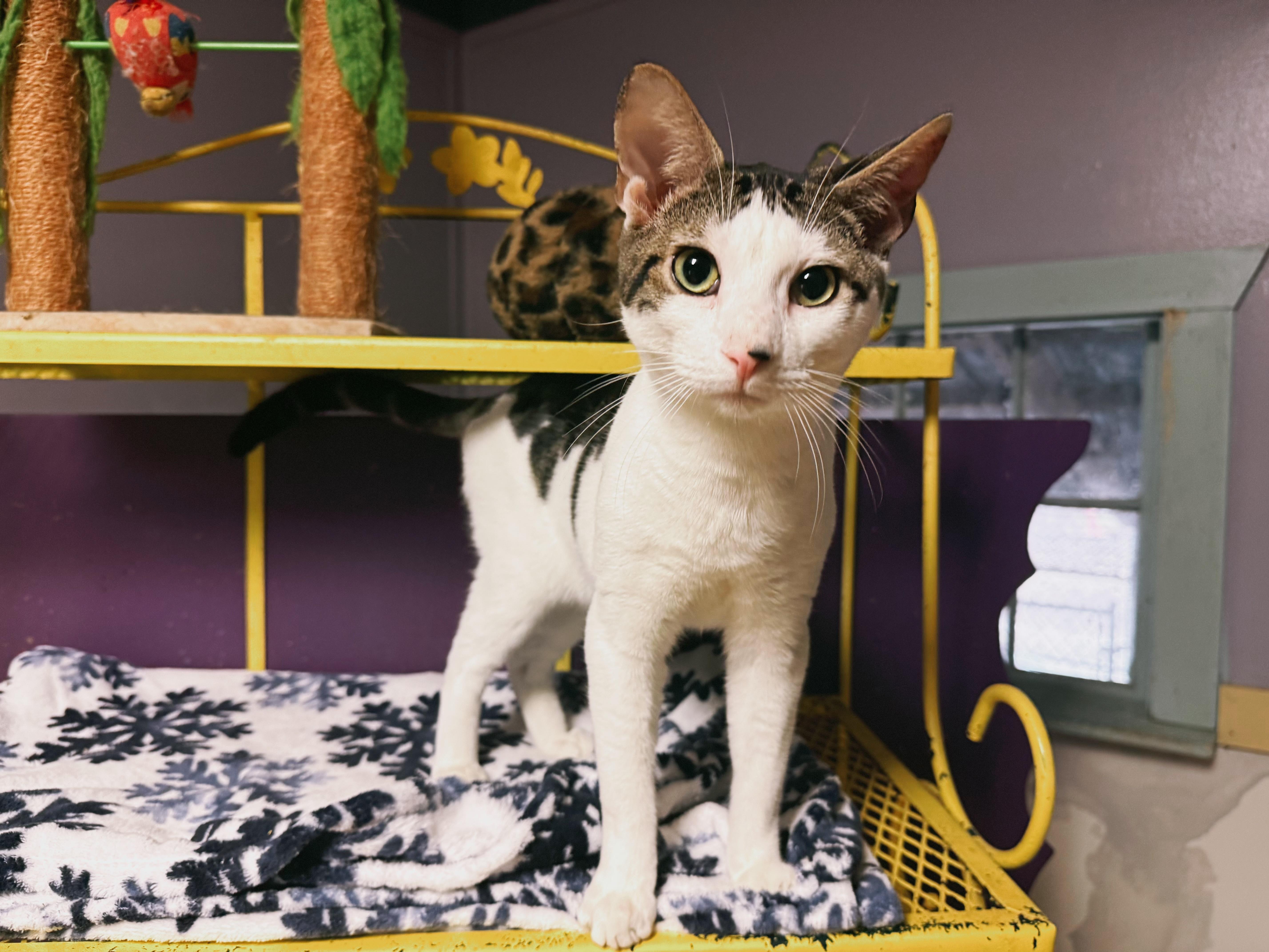 Harbor, a Adoptable Domestic Short Hair in Varnville, SC image 4/5