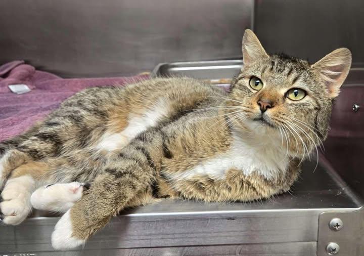 ASH - ADOPTED!, ADOPTABLE, Adult Male Domestic Short Hair.