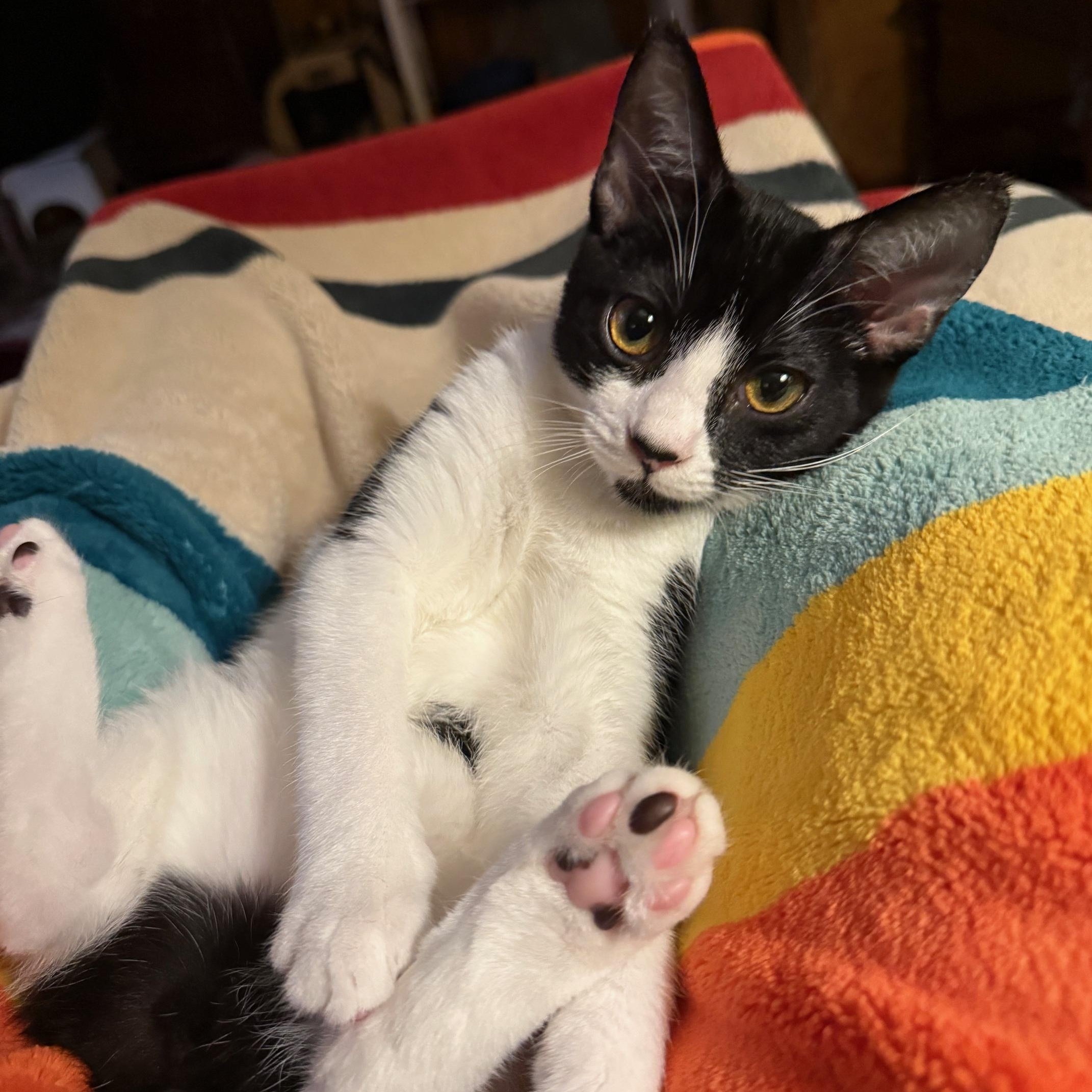 Curio - Athens, GA, Adoptable, Kitten Female Domestic Short Hair & Tuxedo.