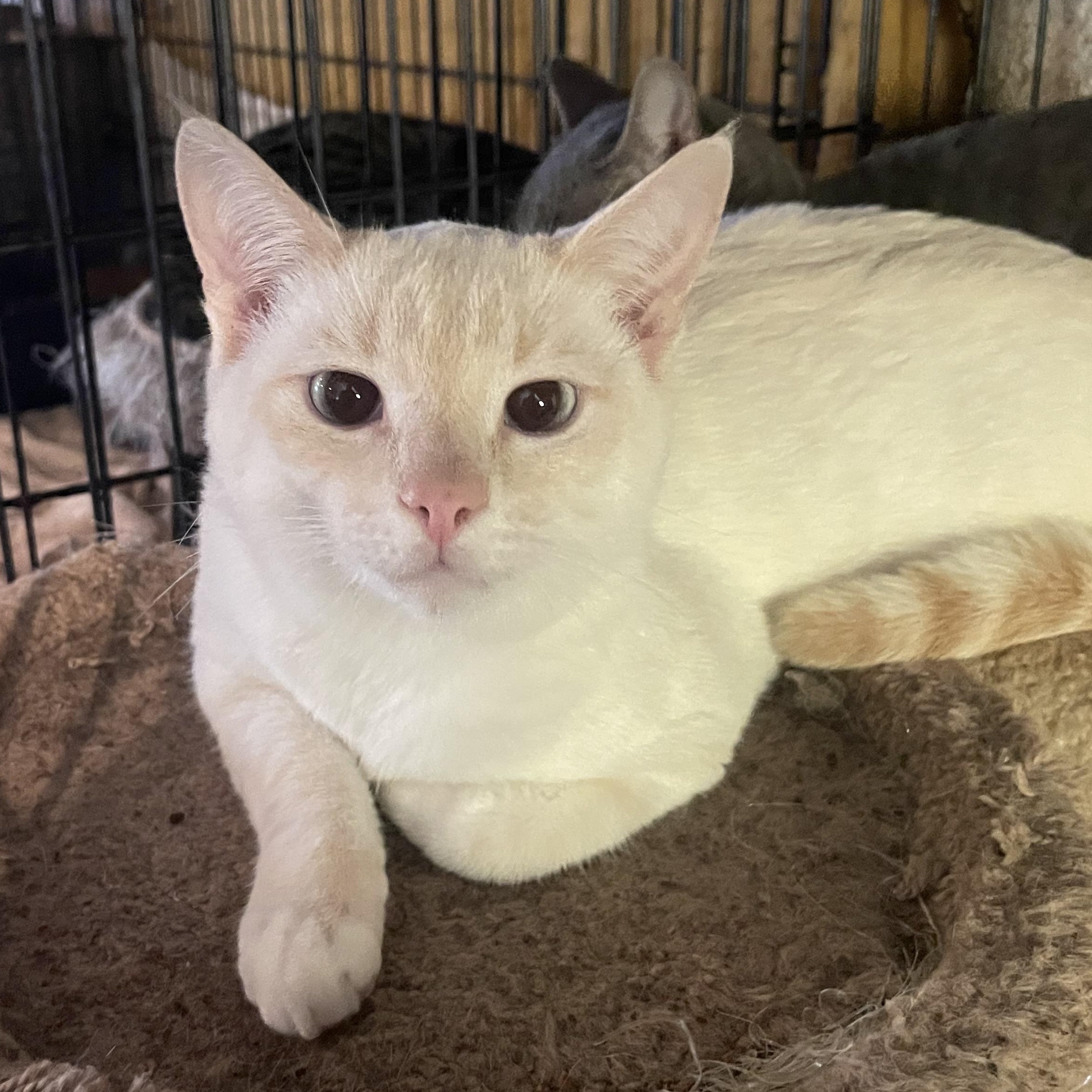 Enlarge Chip, a Adoptable Siamese in Palo Cedro, CA image 1/1