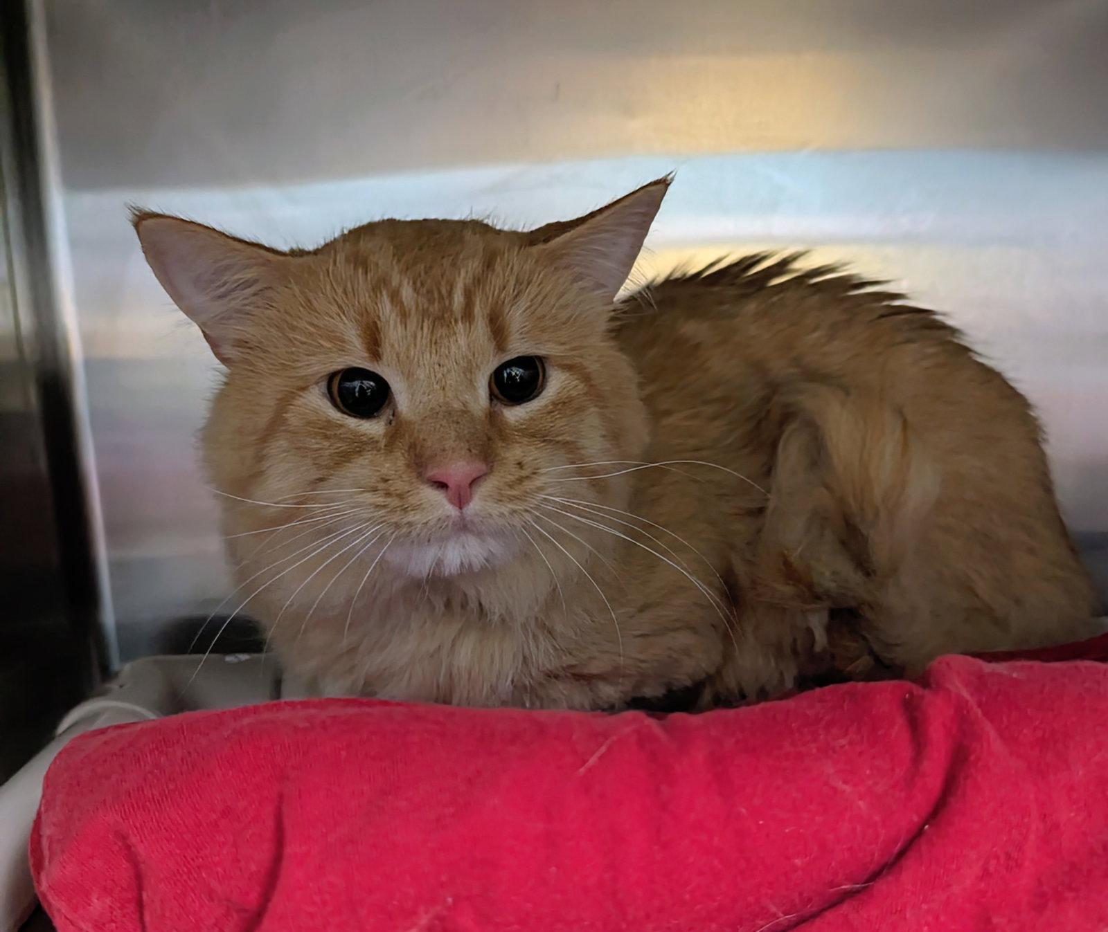 Garfield, Adopted, Adult Male Domestic Medium Hair.