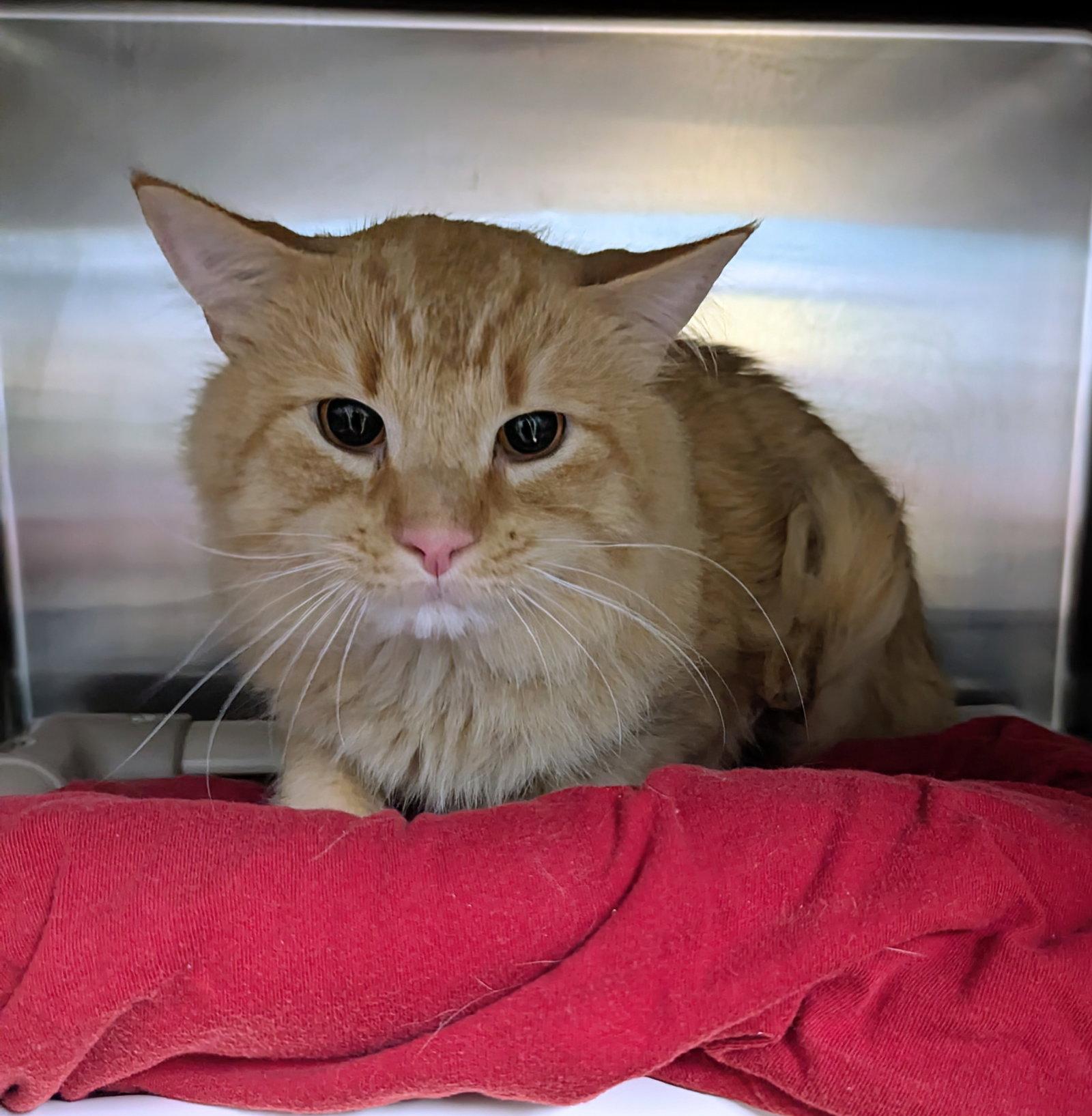 Enlarge Garfield, a Adopted Domestic Medium Hair in Trenton, NJ image 2/3