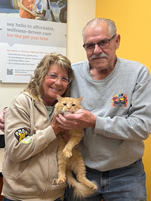 Enlarge Garfield, a Adopted Domestic Medium Hair in Trenton, NJ image 3/3