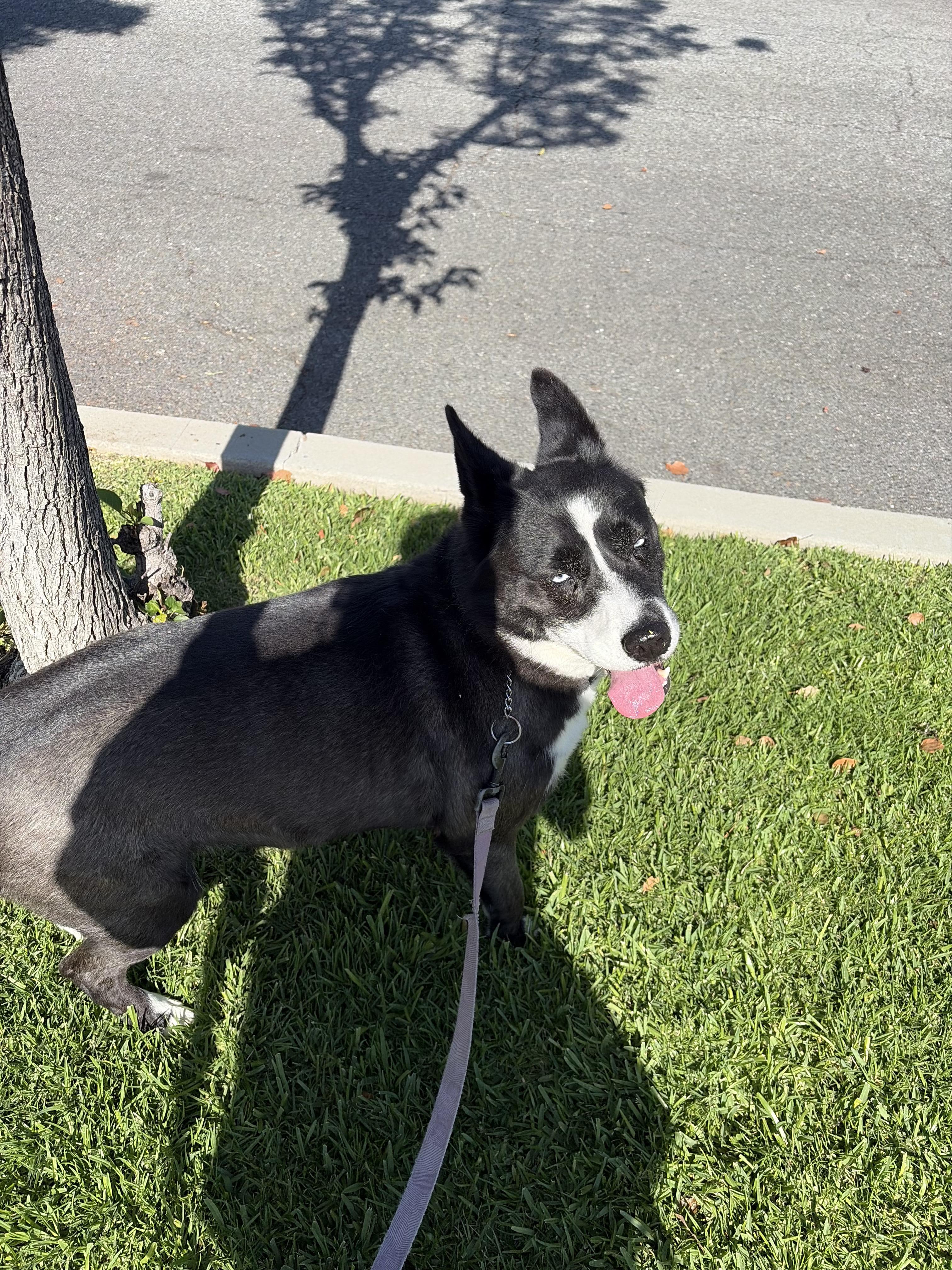 Panda, a ADOPTABLE mixed breed in Van Nuys, CA image 3/4
