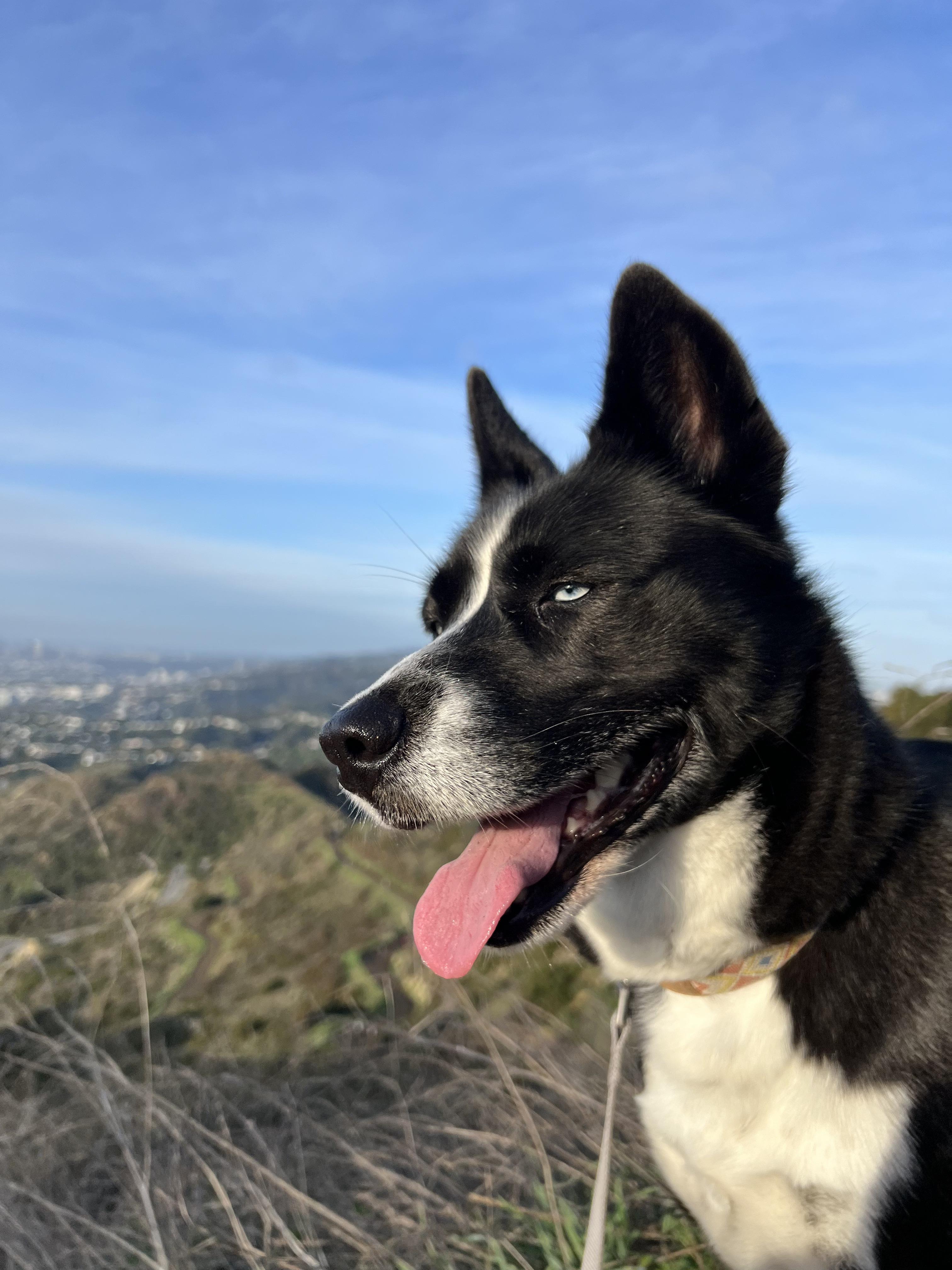 Panda, a ADOPTABLE mixed breed in Van Nuys, CA image 1/4