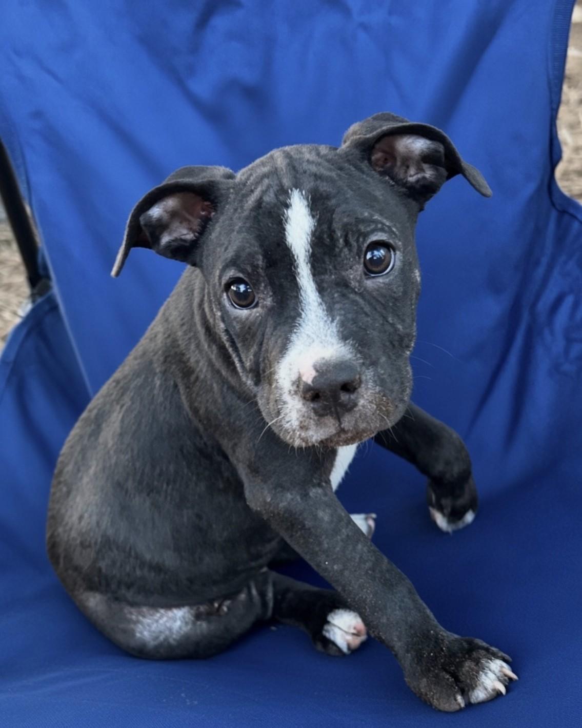 Mars Lonestar, Adoptable, Puppy Male Terrier.