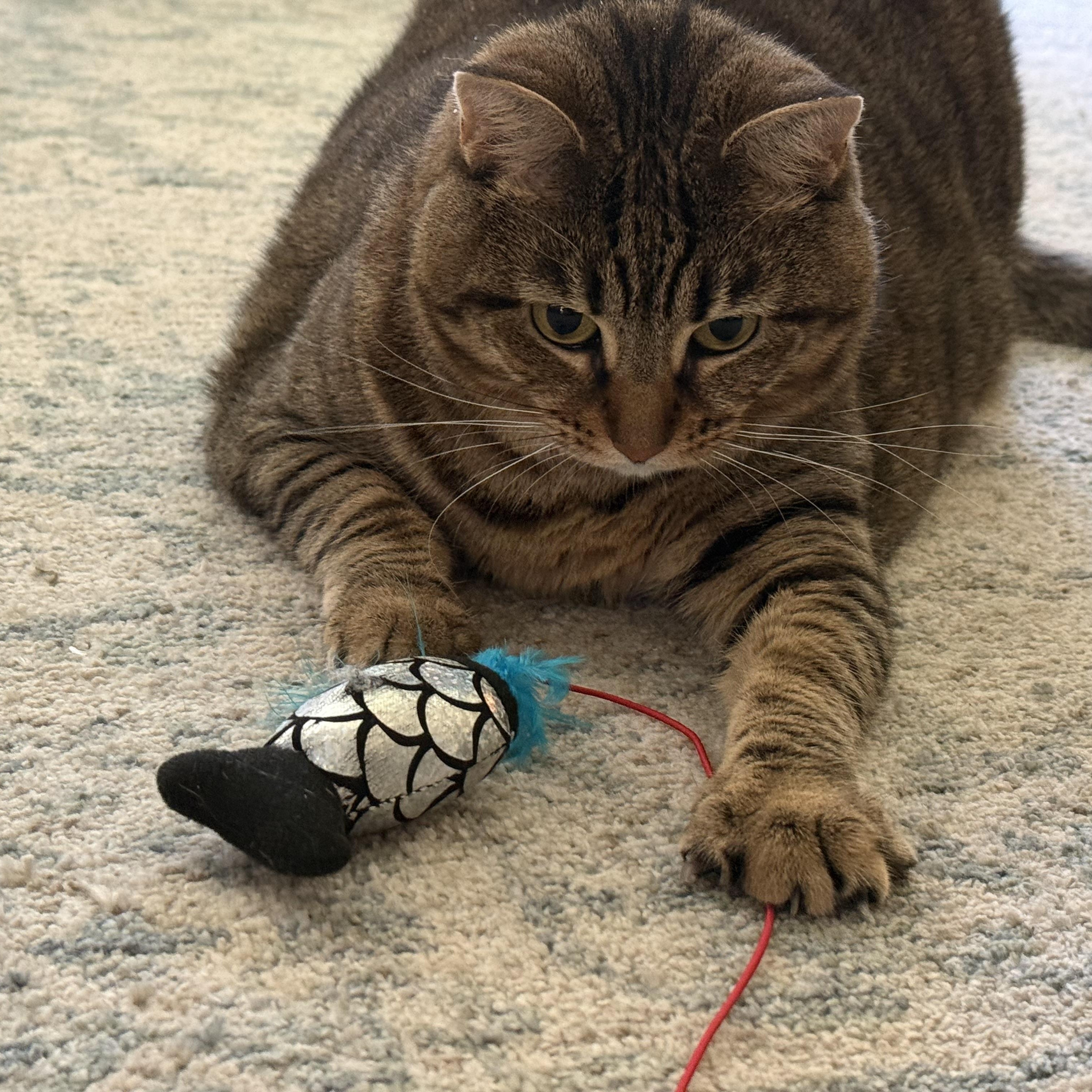Enlarge Dottie - Courtesy Post, a Adoptable Domestic Short Hair in Frederick, MD image 3/4