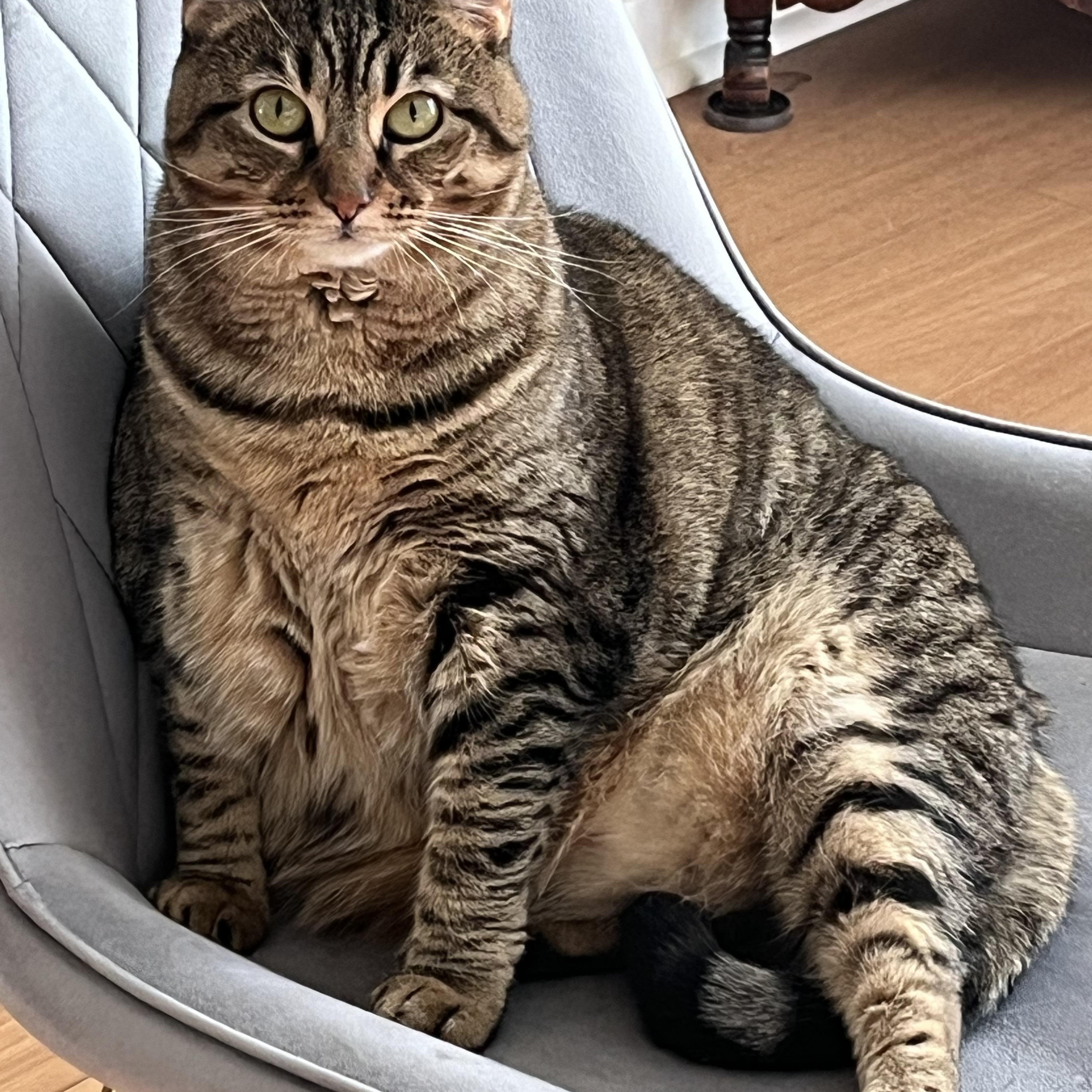 Enlarge Dottie - Courtesy Post, a Adoptable Domestic Short Hair in Frederick, MD image 1/4