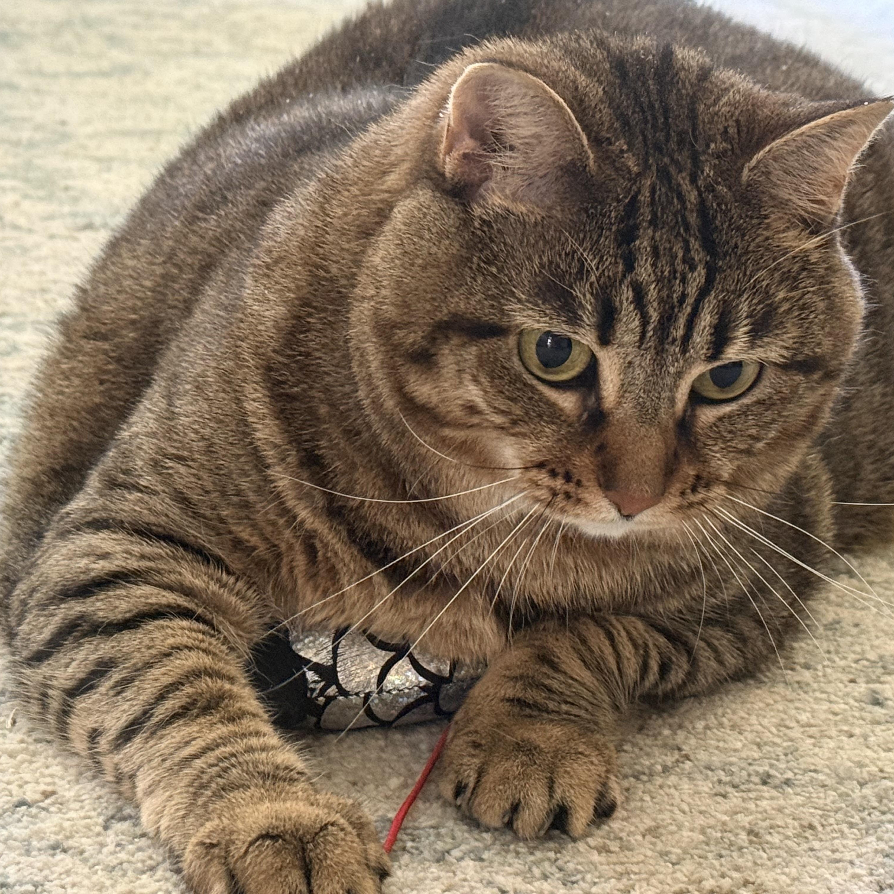 Enlarge Dottie - Courtesy Post, a Adoptable Domestic Short Hair in Frederick, MD image 4/4