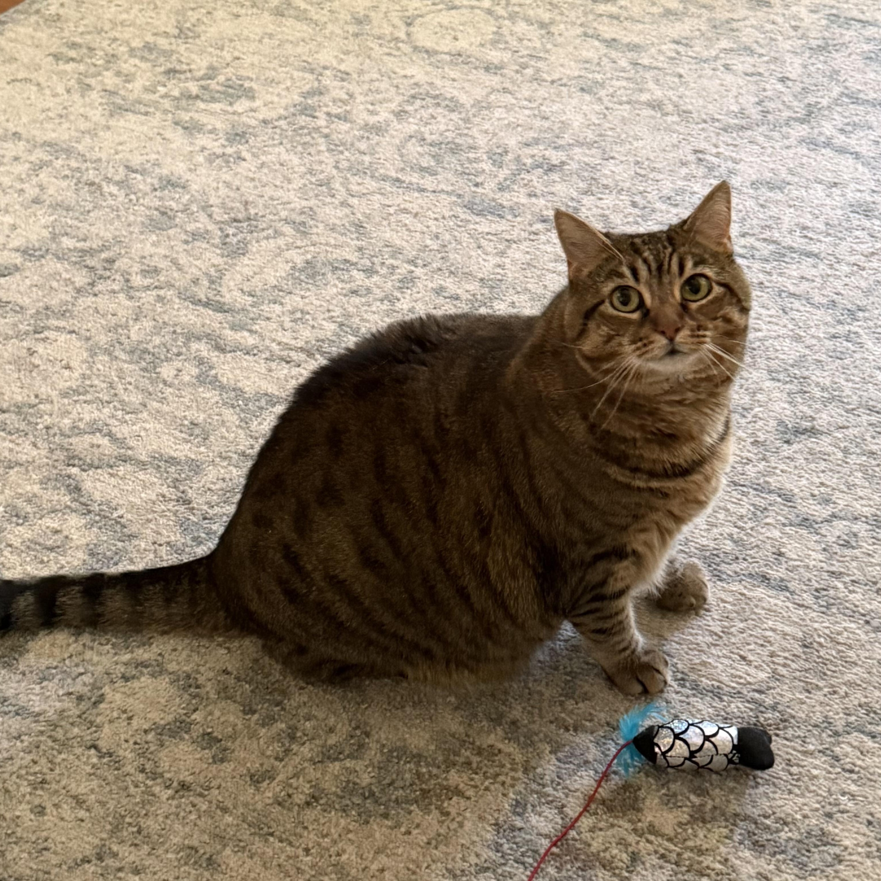 Enlarge Dottie - Courtesy Post, a Adoptable Domestic Short Hair in Frederick, MD image 2/4