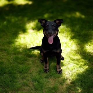 Enlarge Mistle Toe, a ADOPTABLE mixed breed in Lebanon, TN image 2/2