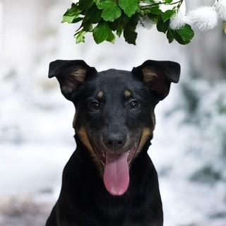Mistle Toe, ADOPTABLE, Puppy Female Shepherd.
