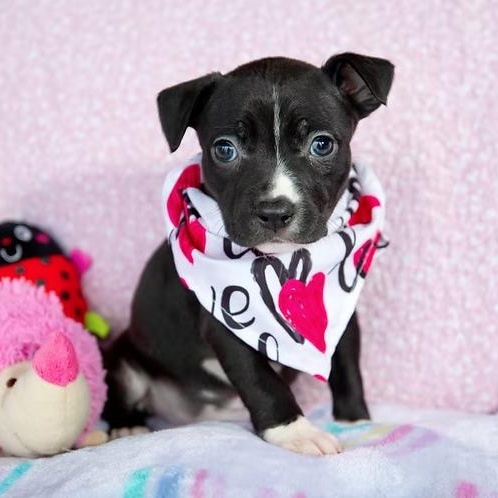 Daisy, adopted, Puppy Female Pit Bull Terrier & Australian Shepherd.