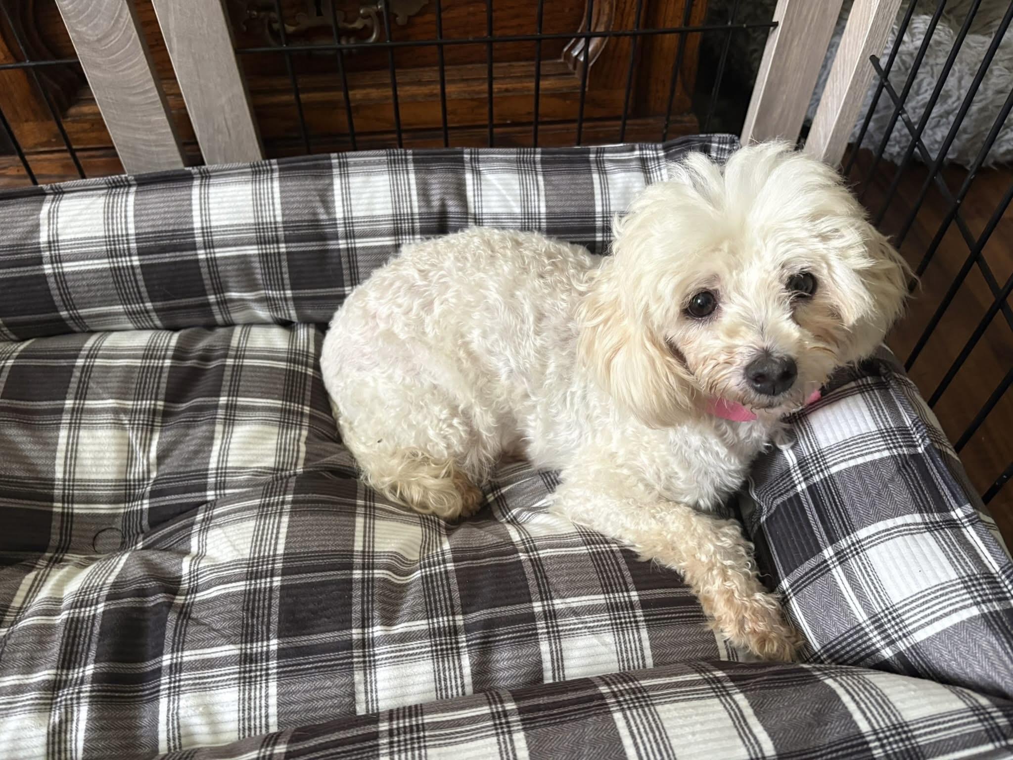 Enlarge Lois, a ADOPTABLE Maltipoo in Union Grove, WI image 1/4