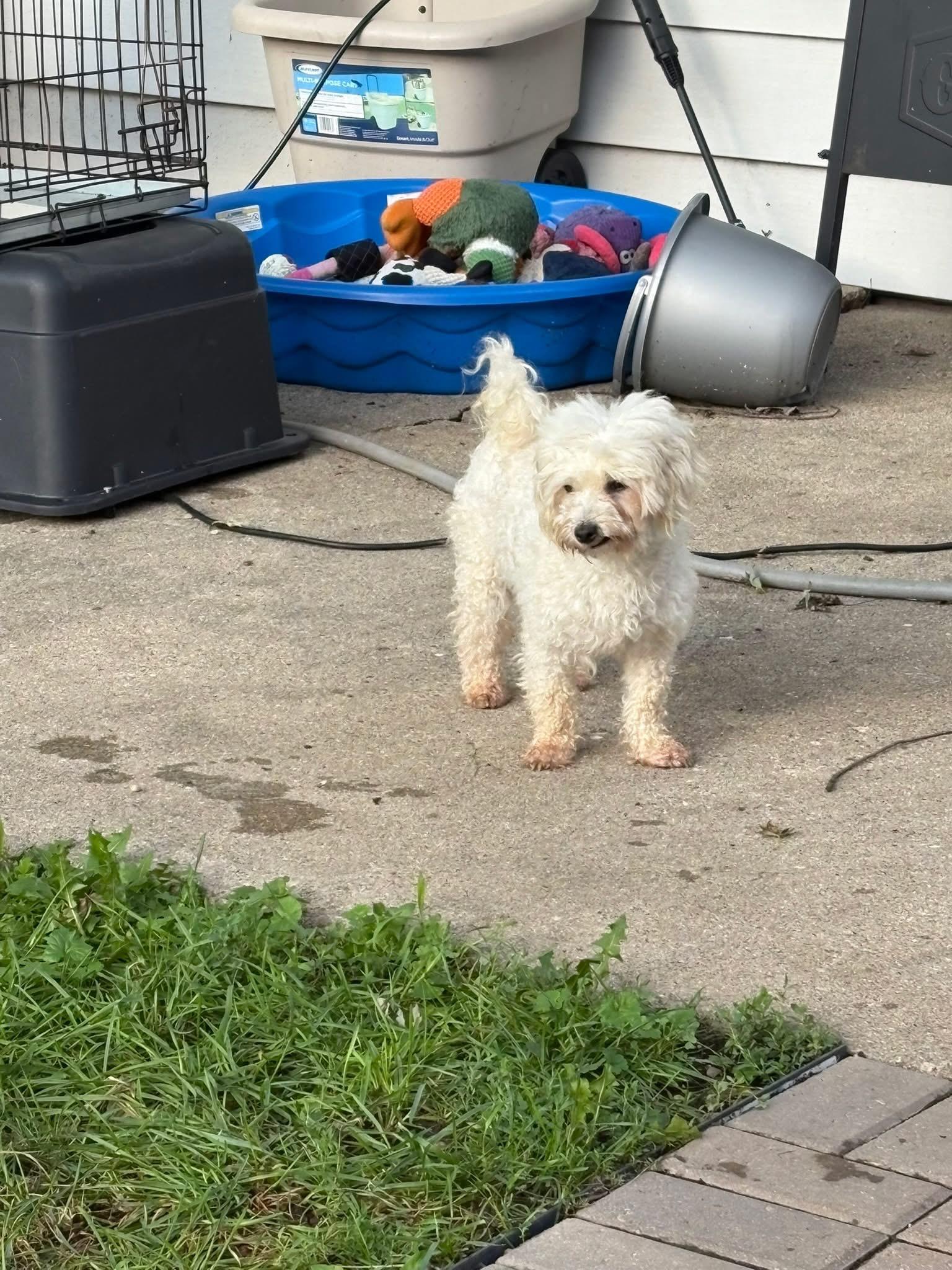 Enlarge Lois, a ADOPTABLE Maltipoo in Union Grove, WI image 2/4