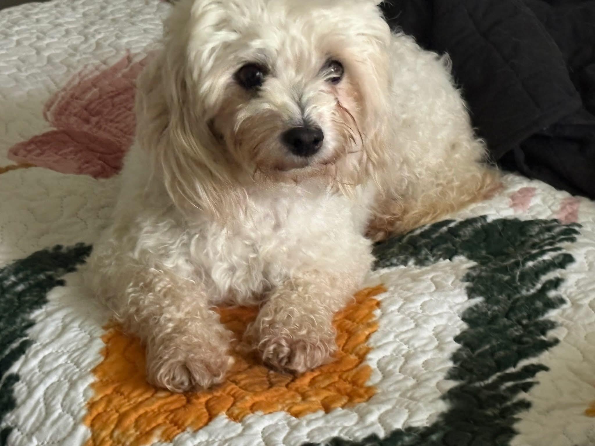 Enlarge Lois, a ADOPTABLE Maltipoo in Union Grove, WI image 4/4