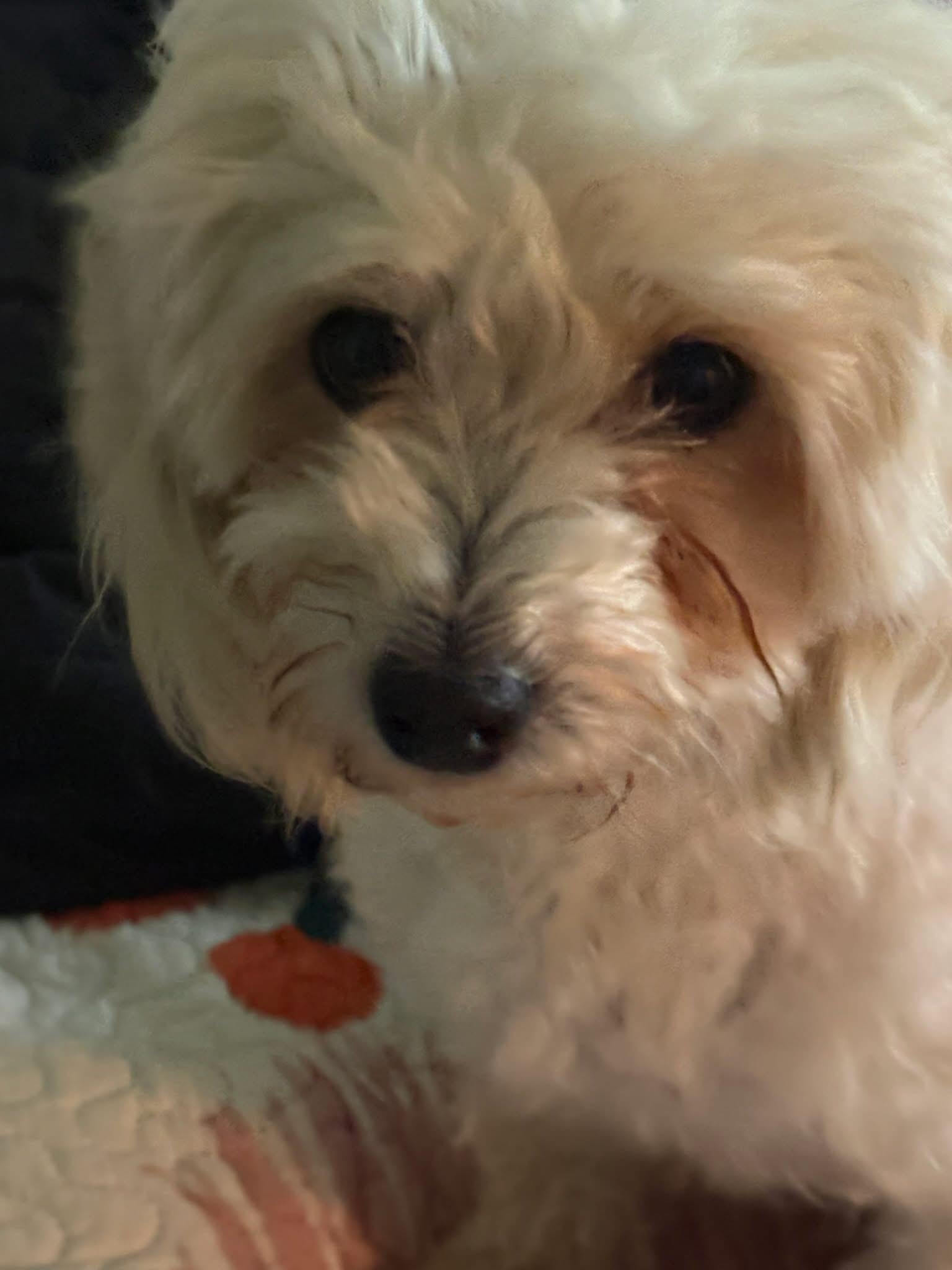 Enlarge Lois, a ADOPTABLE Maltipoo in Union Grove, WI image 3/4