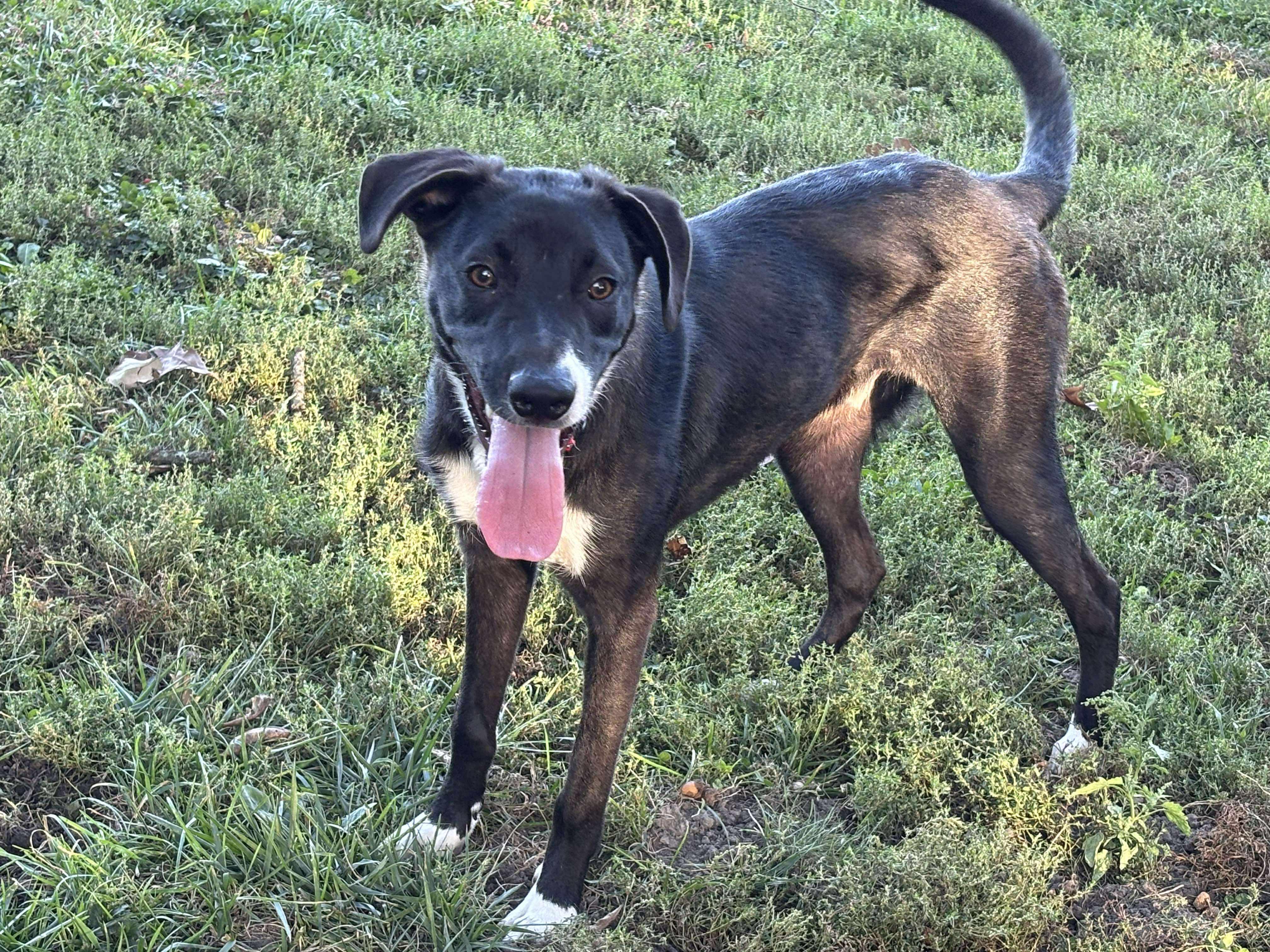 Duke, a Adoptable mixed breed in Joliet, IL image 2/3