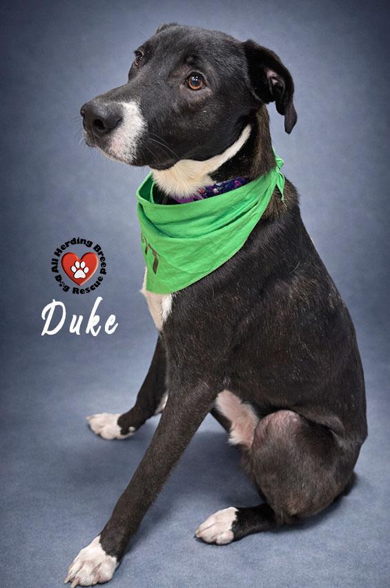 Duke, Adoptable, Puppy Male Black Labrador Retriever.