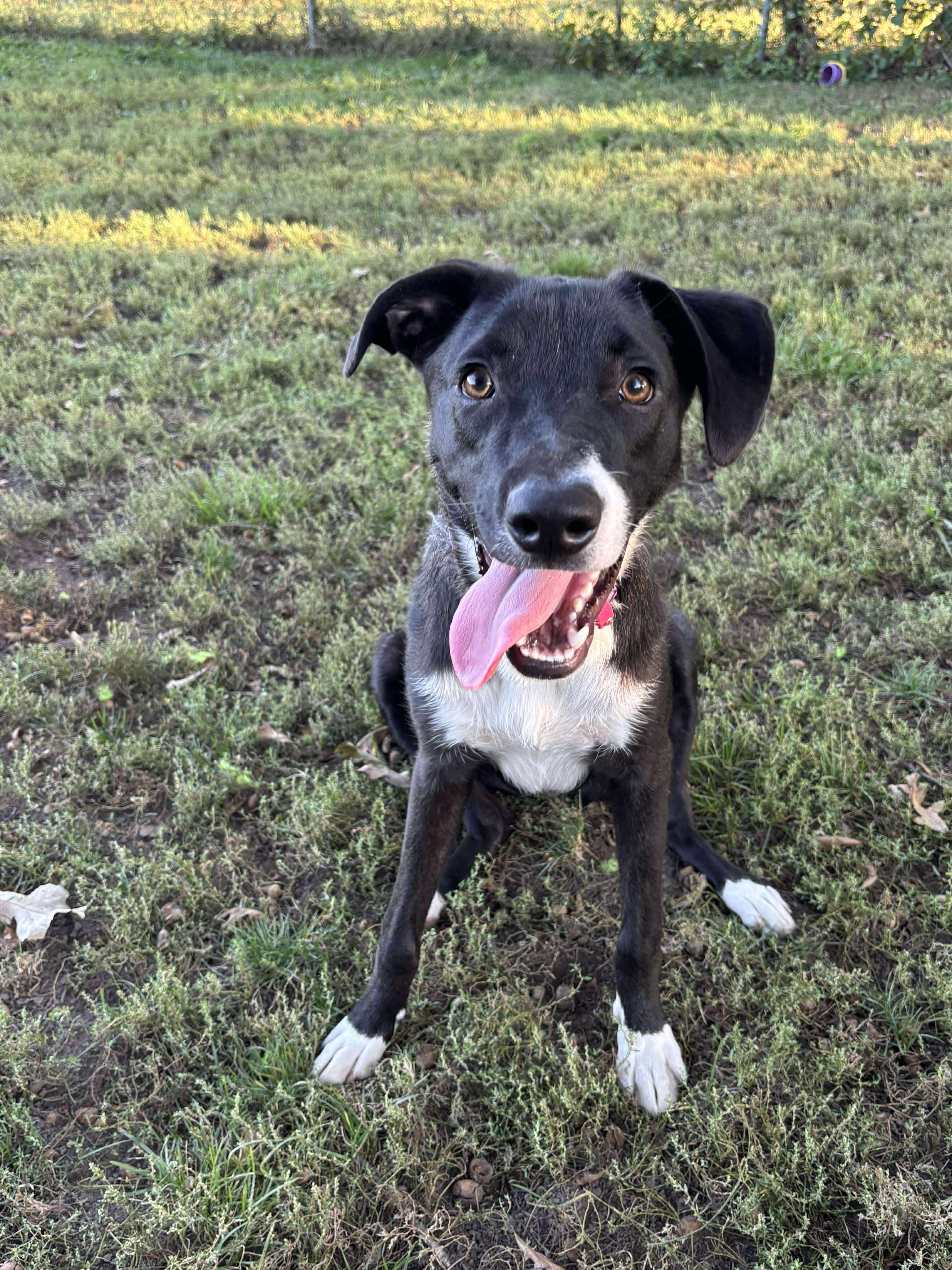 Duke, Adoptable, Young Male Black Labrador Retriever.
